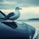 Does Bird Poo Damage Car Paint? The Surprising Science Behind It